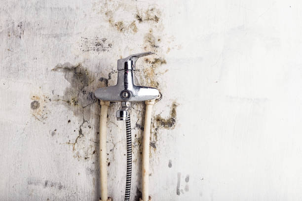Best Commercial Mold Removal  in Gruetli Laager, TN