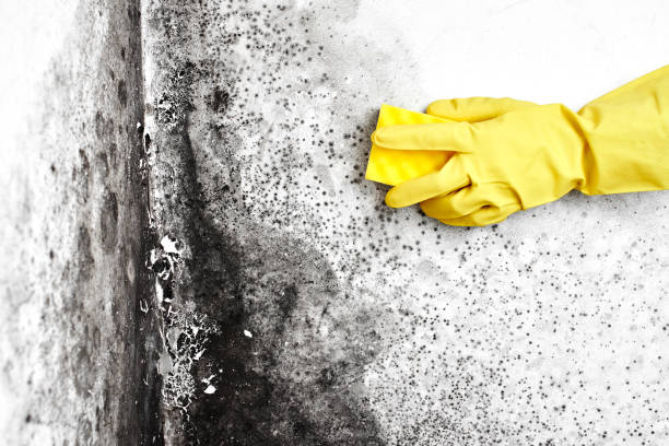 Best Emergency Mold Removal  in Gruetli Laager, TN