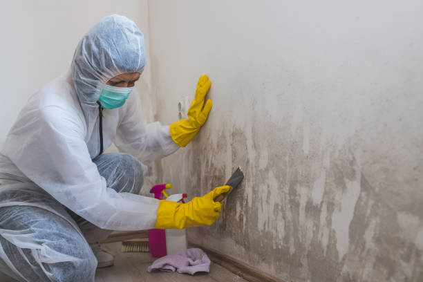 Best Fast Mold Removal  in Gruetli Laager, TN