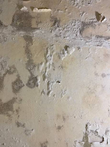 Best Mold Cleaning Services  in Gruetli Laager, TN