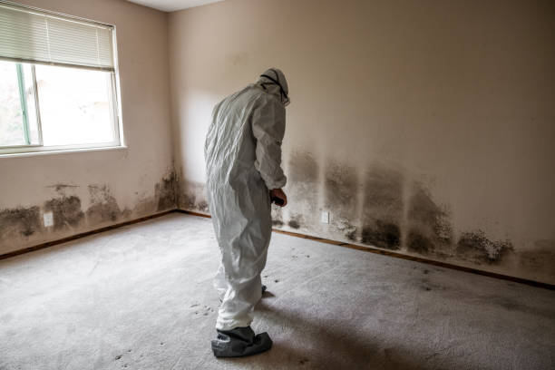 Best Certified Mold Removal  in Gruetli Laager, TN