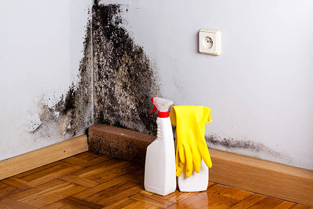 Best Crawl Space Mold Removal  in Gruetli Laager, TN