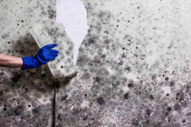 Best Office Mold Removal Services  in Gruetli Laager, TN